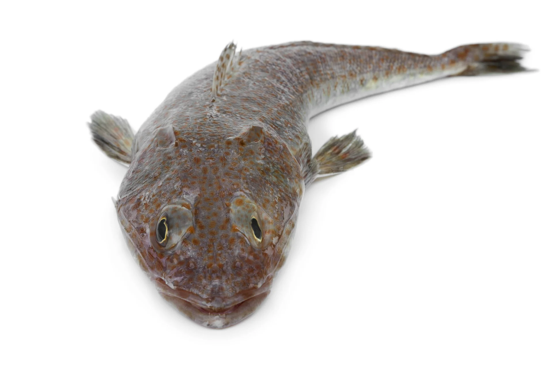 Flathead